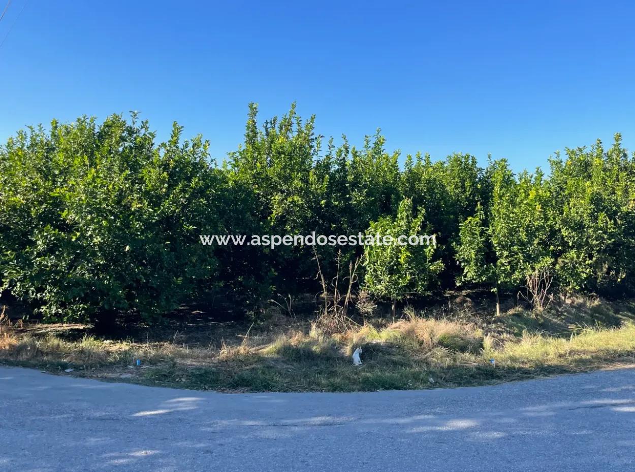 2D-Zitronengarten Zum Verkauf In Marmarli, Dalyan