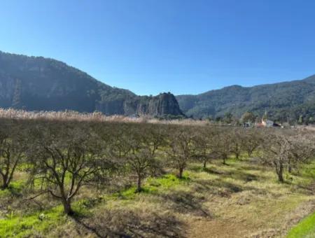 5985M2 5% Zoniertes Land Zum Verkauf In Dalyan Als Weinberggarten