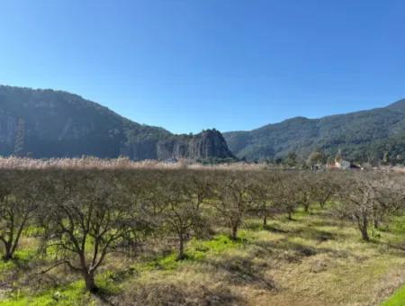 5985M2 5% Zoniertes Land Zum Verkauf In Dalyan Als Weinberggarten