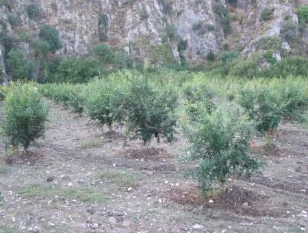 Grundstück Zum Verkauf Granatapfel Garten Zum Verkauf In Oriya Mergenli Mergenli