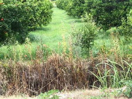 722M2 Grundstück Zum Verkauf In Dalyan Gülpınar Zum Verkauf