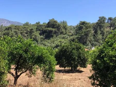 Garten Zum Verkauf In Gokce Akyaka, In Der Nähe Vom Meer, 38,000M2 Grundstück Zum Verkauf