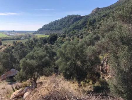 Grundstück Zum Verkauf Mit Meerblick Von Fevziye