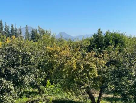 2223M2 Felder Zum Verkauf In Dalyan