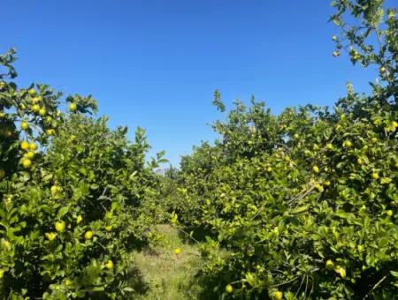 10.000M2 Zitronengarten Zum Verkauf In Karadons