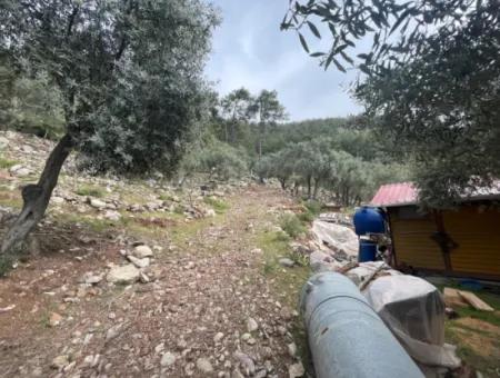 Olivenhaus Mit Meerblick In Ekincik Steht Zum Verkauf