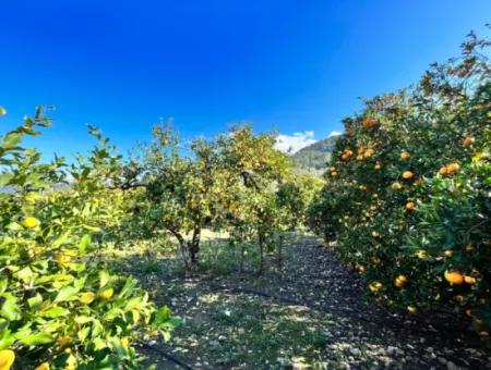 Einstöckiges Haus Zum Verkauf In 5000M2 Grundstück In Çandır