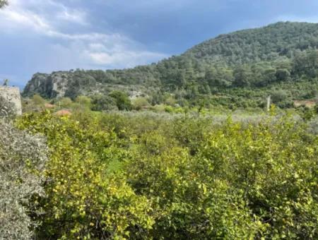 5000M2 Feld Zum Verkauf Am Anfang Der Straße In Çandır