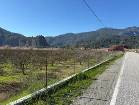 5985M2 5% Zoned Land For Sale In Dalyan As Vineyard Garden