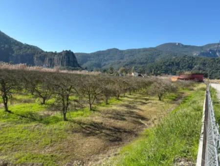 5985M2 5% Zoned Land For Sale In Dalyan As Vineyard Garden