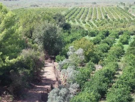 For Sale Farm For Sale In Dalyan 73410M2