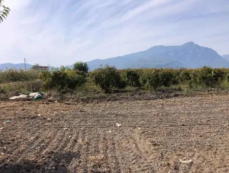 Land For Sale In Esköy 8500M2 Field Land For Sale