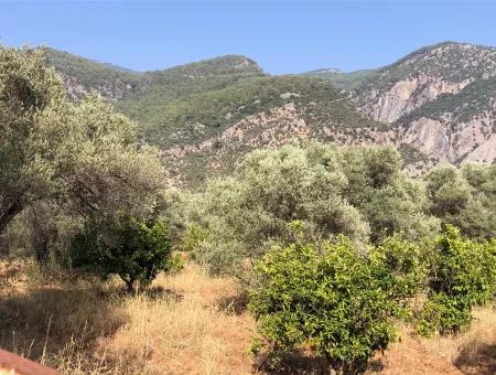 Land Field For Sale In Köyceğinz Yangi 9406M2 Land For Sale