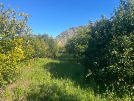 Dalyan Land For Sale 5227M2 Land For Sale