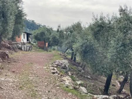 Olive House With Sea View In Ekincik Is For Sale