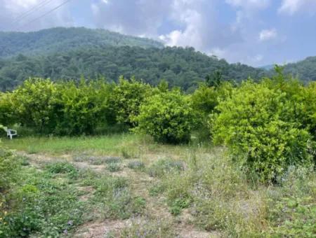 7800M2 Land For Sale At The Beginning Of Iztuzu Beach Road In Gökbel