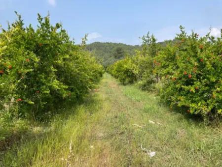 7800M2 Land For Sale At The Beginning Of Iztuzu Beach Road In Gökbel