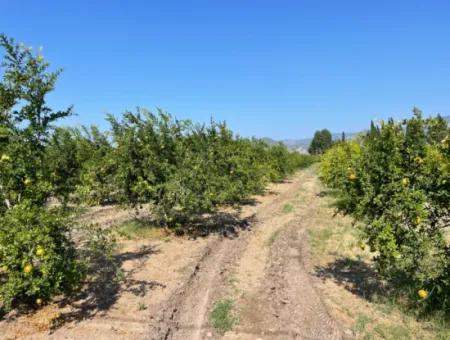 10,000M2 Pomegranate Garden For Sale In Dalyan Arıkbaşı And Gerendüzün