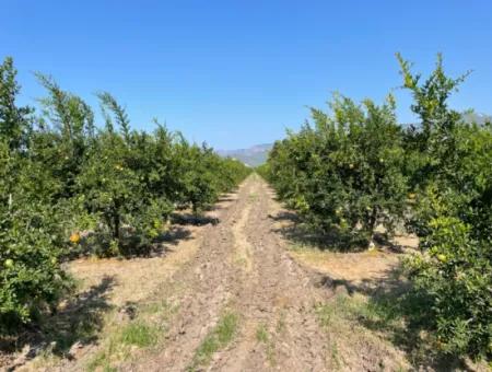 10,000M2 Pomegranate Garden For Sale In Dalyan Arıkbaşı And Gerendüzün