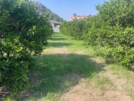 Land For Sale In Gulpinar, Dalyan 722M2