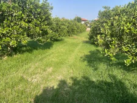 Land For Sale In Gulpinar, Dalyan 722M2