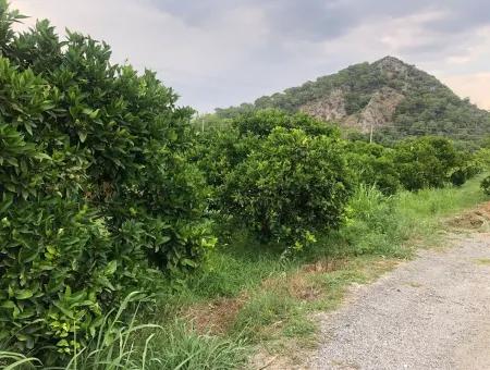 Dalyan Satılık Arsa Gülpınar 722M2 Satılık Arsa