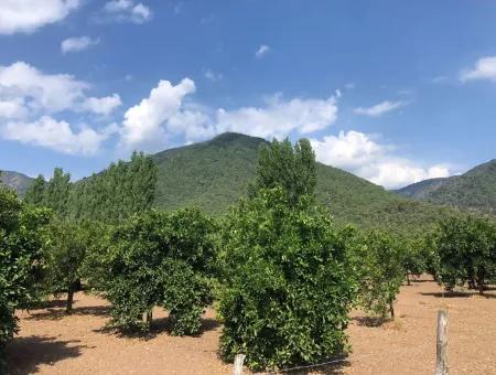 Sultaniye Satılık Arsa Köyceğiz Sultaniye Göle Denize Sıfır Satılık Arsa