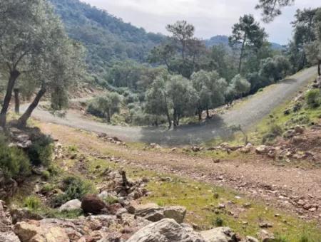 Ekincikde Deniz Manzaralı Zeytin Evi Satılıktır