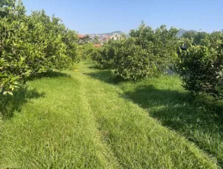 Dalyan Gülpınar'da 722M2 Satılık Arsa